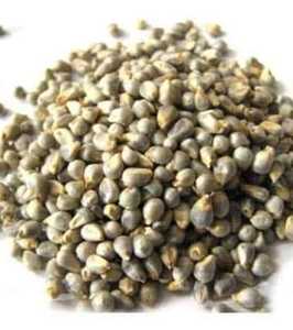 Green <b>Millet</b> Bajra Animal Feed In High Quality Available For Sale - Product Image 1