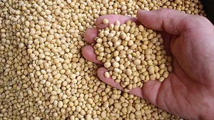 Vente en gros à l'exportation de graines de soja jaunes fraîches non-OGM / Grains de soja / Haricots de soja à bas prix, Farine de soja de haute qualité, Haricots de soja frais - Product Image 4