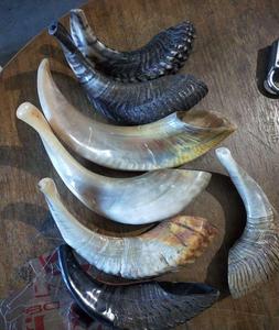 Corne de béliers moyenne Shofar coquille naturelle corne de buffle corne à boire Style animal poli décoration de la maison artisanat Technique brute - Product Image 1