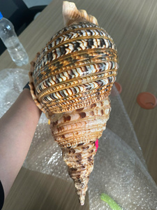 Triton Shell a granel de Vietnam, gran Triton Shell pulido para manualidades, amonita trompeta Seashell limpio y listo para enviar - Product Image 6