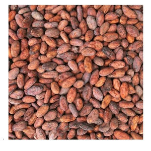 Cleaned and Sorted Roasted Dry Cocoa <b>Beans</b> Ready for Export in Large Quantity Bulk Bags - Product Image 5