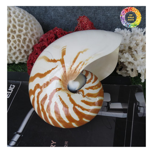 Decoración de lujo Raw/Pulido Cámara Nautilus Shell-Pulido Decorativo Tigre Nautilus Shell para la decoración - Product Image 5