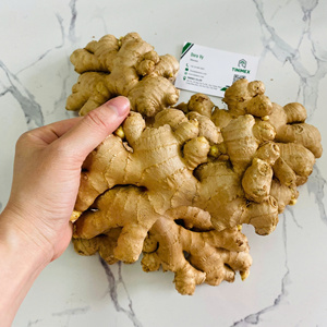 Fresh 10kg/Carton Ginger Venta caliente Producto agrícola Ingwer/Gingembre-Stock disponible Llamar + 84362512699 - Product Image 4