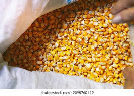 Maíz Seco de Primera Calidad para Alimentación Animal, Maíz Amarillo de Calidad Estándar de la India en Venta - Product Image 3