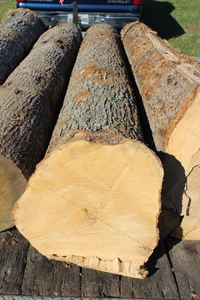 全球出口枫木原木家具制造重型建筑枫木原木 - Product Image 5