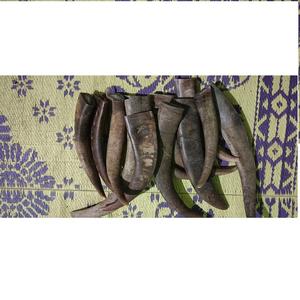 Puntas de Cuerno de Búfalo Natural Indio Vikingo, Técnica Cruda, Ecológicas, Disponibles al por Mayor en India - Product Image 4