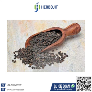 Achetez maintenant la dernière récolte de Psoralea Corylifolia (graine de Babchi) 100% naturelle, 25 KG, prix de gros du marché. - Product Image 6