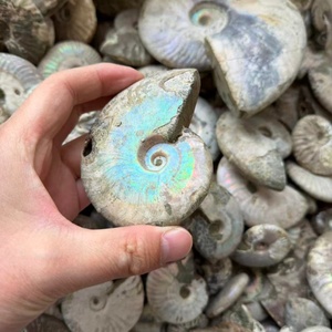 Fossile di Ammonite Iridescente di Alta Qualità, Esemplare Naturale Colorato Arcobaleno di Nautilus, Gemma Unica per Collezione e Regalo - Product Image 2