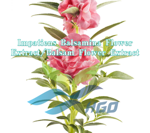 Suministro Directo de Fábrica HGO de Extracto de Flor de Impatiens Balsamina Natural/Extracto de Flor de Bálsamo de Grado Alimenticio, Relación de Extracción 10:1 - Product Image 2
