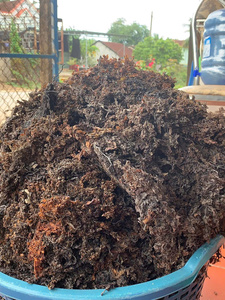 สาหร่ายสาหร่ายสีน้ำตาลแห้งขายส่ง วัตถุดิบสำหรับสารสกัดจากสาหร่ายและอาหารสัตว์ - Product Image 4