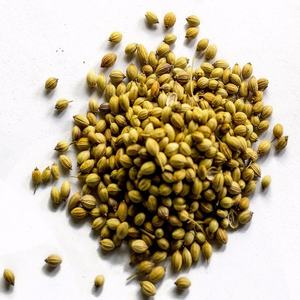 Suministro a granel de semillas de cilantro orgánicas Premium - Product Image 6