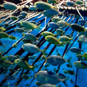 Chemises de pêche en polyester 100% de haute qualité Chemises de pêche respirantes à séchage rapide - Product Image 5