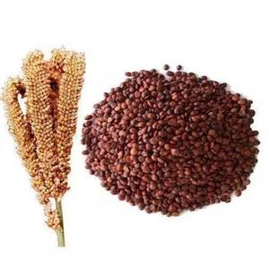 Ragi biologique de qualité supérieure pour l'approvisionnement en vrac d'aliments pour nourrissons du fabricant indien exportation au meilleur prix - Product Image 1