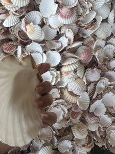 Offres Spéciales!!! Coquille de mer de matière première pour la décoration d'intérieur de bricolage/coquille de coquille de mer // KEVIN TRAN + 84968311314 - Product Image 5