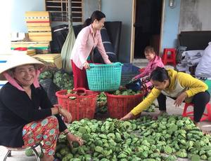 Thé d'embryon de lotus séché, thé coeur de lotus, vous apportant une série de délicieux thés frais - Product Image 6