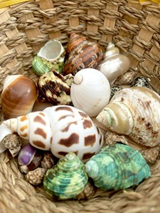 Coquillage décoratif Coquillage Ornement de plage Décoration Accessoires de décoration d'intérieur Fait à la main Fabriqué au Vietnam - Product Image 2