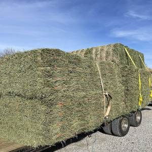 Balles de foin de luzerne de qualité supérieure à haute teneur en protéines aliments pour animaux destinés aux produits laitiers et au bétail prêts pour l'exportation - Product Image 5