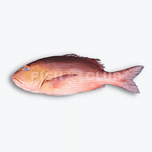 Poisson rouge congelé de première qualité disponible en vrac aux prix les plus bas - Product Image 2