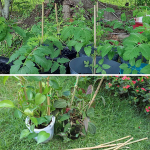 Piquets de support de plantes en bambou pour fleurs Bâtons de tomates végétales Piquets de jardin en bambou naturel 2FT 3FT 4FT du Vietnam - Product Image 2