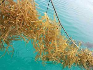 VIETNAMESE SARGASSUM <b>SEAWEED</b> - HIGH QUALITY - 100% NATURAL - Product Image 5