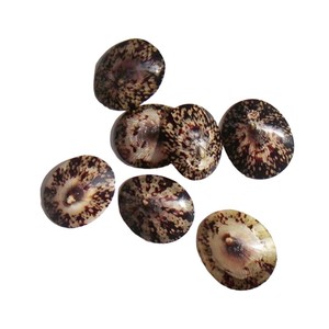 Paquet personnalisé de différentes tailles pour la coquille de mer ovale polie naturelle-CELLINA TESTUDINARIA - Product Image 2