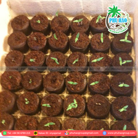 La tourbe de noix de coco est excellente pour le jardinage commercial et domestique assurant une plantation réussie du Viet Nam