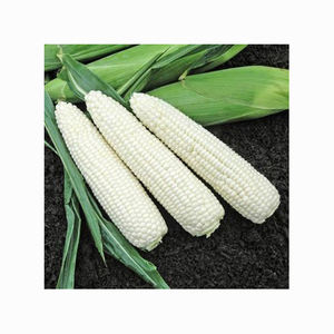 ข้าวโพดขาวแห้ง/ข้าวโพด เหมาะสําหรับการบริโภคของมนุษย์และสัตว์ - Product Image 4