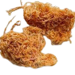 Summer Joy: compre 5 y llévese 1 gratis-Musgo natural del mar de Irlanda-Carrageen Moss (Seamoss Gold-Purple-Chondrus crispus) en Vietnam - Product Image 6