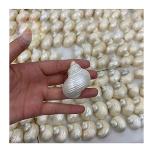 Coquillages Turbo Burgess Naturels (4-6cm) -Vente en gros pour les décorations de plage et nautiques - Product Image 2