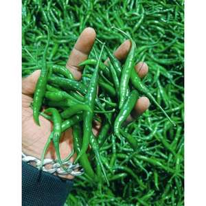พริกเขียวสดสำหรับการส่งออกจำนวนมากและการค้าระหว่างประเทศ - Product Image 2
