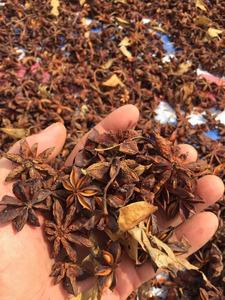 Agrikim của Việt Nam Sao aniseed duy nhất gia vị & các loại thảo mộc nhà máy giá liên hệ với ruby + 84 35 931 8390 - Product Image 5