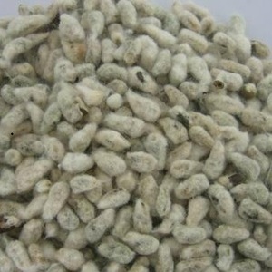 Semillas de Algodón Frescas - Product Image 1