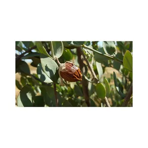 น้ำมันโจโจ้บาออยล์บำรุงผมน้ำมันบำรุงผมราคาส่ง - Product Image 1