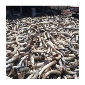 Cuernos de vaca-Pedidos al por mayor y a granel disponibles - Product Image 3