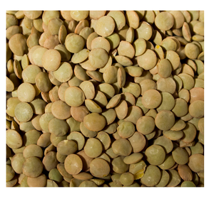 Lentilles vertes biologiques de haute qualité en vrac pour la transformation des aliments cuisson disponible pour l'exportation marché de gros prix bon marché - Product Image 6