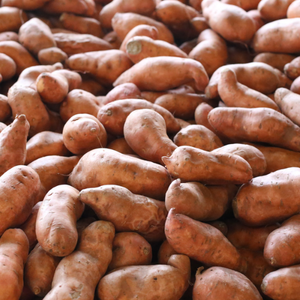 Premium Organic <b>Fresh</b> <b>Sweet</b> <b>Potatoes</b>, High Quality From the Latest Harvest | Best Choice for You - Product Image 1