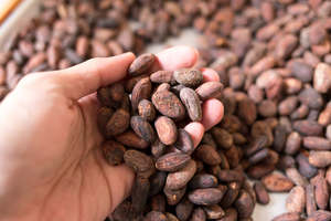 High-Quality <strong>Cocoa</strong> Beans 100% Pure | <strong>Raw</strong> <strong>Cocoa</strong> Seeds for Chocolate &amp; <strong>Cocoa</strong> Powder Production | Wholesale Supplier - Product Image 5