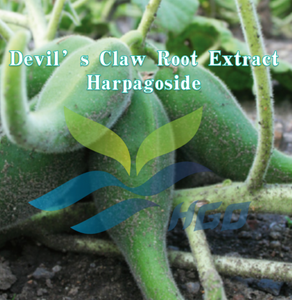 HGO Fournisseur direct d'usine d'extrait de racine de griffe du diable pur et naturel, qualité alimentaire, harpagoside 2% extrait standardisé - Product Image 2
