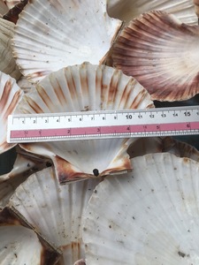 Sò điệp vỏ đồ trang trí, nguyên liệu động vật có vỏ cảnh trắng vỏ seashells decors // Kevin tran + 84968311314 - Product Image 4