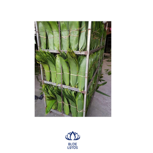 NOUVEAU PRODUIT FEUILLES DE BAMBOU SÉCHÉES DE PREMIÈRE QUALITÉ DU VIET NAM - Product Image 1