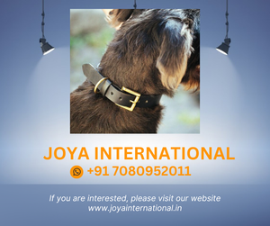 Collar clásico para perro, 30mm, bronceado - Product Image 2
