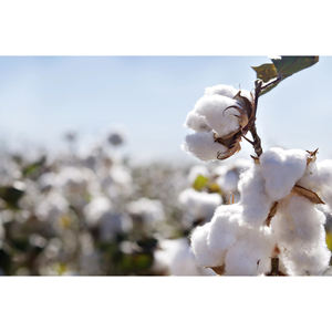 <b>Top</b> Grade Natural Raw White Cotton - Product Image 5