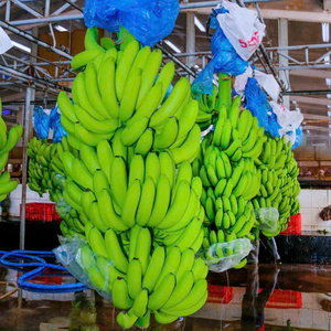 Banane verte biologique certifiée UE, 100% fraîche, naturelle et sucrée, prête à l'exportation - Product Image 4