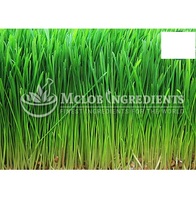 Poudre d'herbe d'orge, superaliment vert riche en nutriments pour l'énergie, la détoxification, le bien-être, les smoothies, stimule le soutien naturel à base de plantes