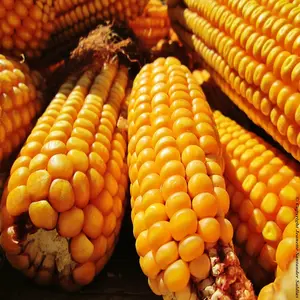 말린 학년 노란색 & 레드 옥수수/옥수수/비 GMO 맞는 인간의 소비 동물 사료