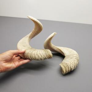 Paire de cornes de mouton brutes, cornes décoratives naturelles, accent d'intérieur rustique - Product Image 5