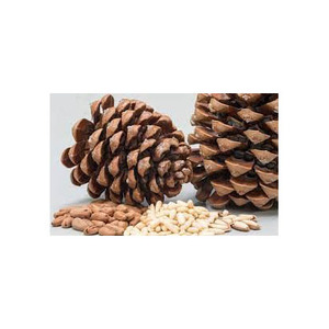 Top Selling 100% Pure Natural Pine Nuts Good Quality AA Grade Raw Food Organic Cultivation for <b>Biscuit</b> Fried Snacks - Product Image 3