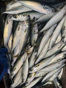 ปลาแมคเคอเรลแช่แข็ง P1131 น้ำหนักสุทธิ:9.5 กก. ผู้ผลิตปลาแมคเคอเรล แช่แข็งบนบก ปลาแมคเคอเรล 70-80 ตัว - Product Image 6