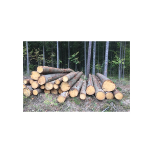 Troncos de pino resistentes para la producción de chapas y manualidades de aserraderos - Product Image 2