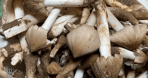 Hongo Termite, Hongo King, Hongo Negro Fresco, Bueno para la Salud, Hecho en Vietnam, PRECIO MÁS BAJO - Product Image 2